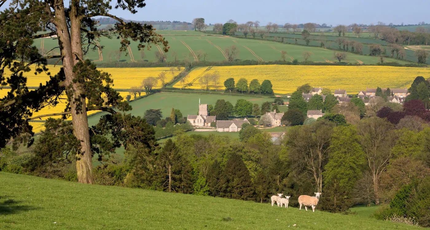 The Farmers Dog